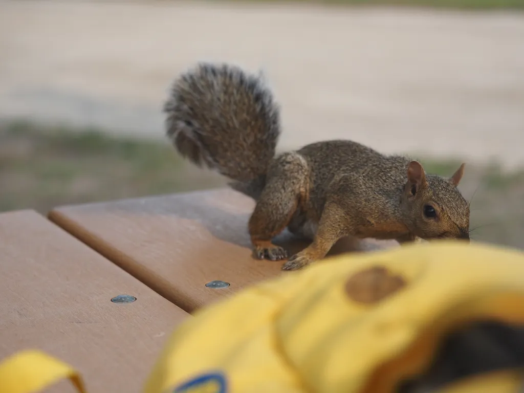 a squirrel pulling at the strap of the photographer's backpack