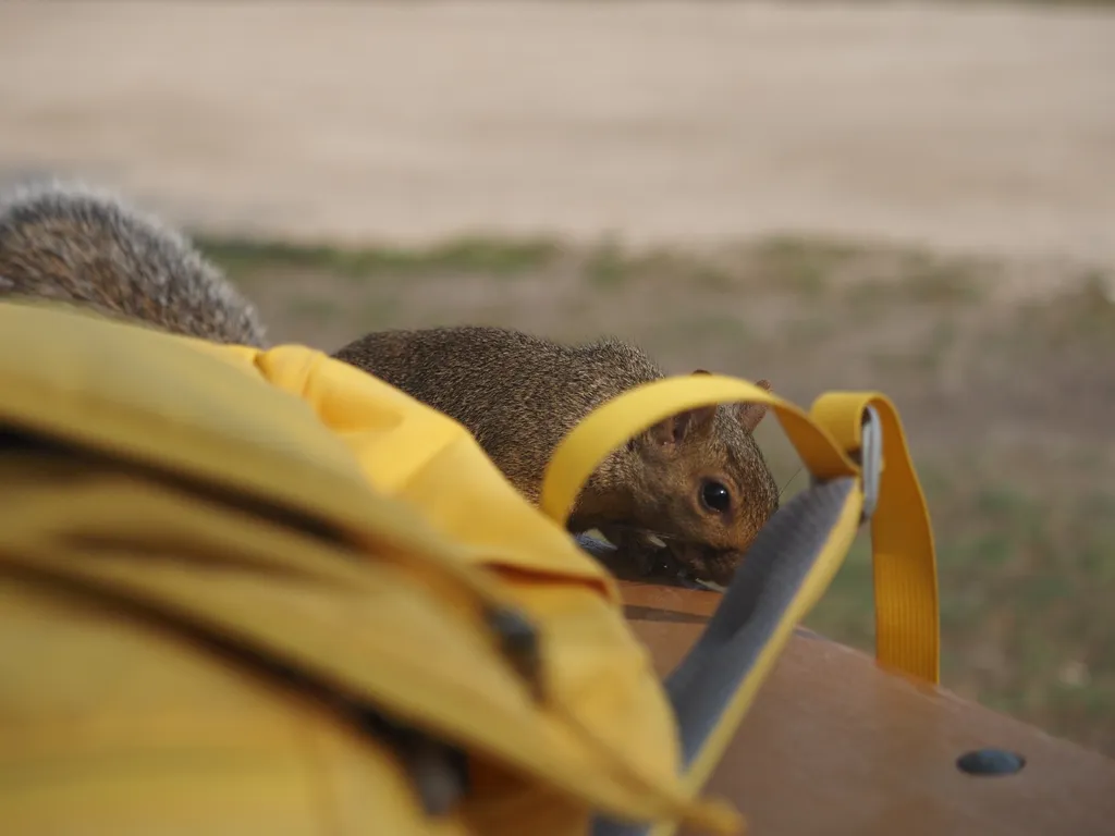 a squirrel at the same picnic table as the photographer