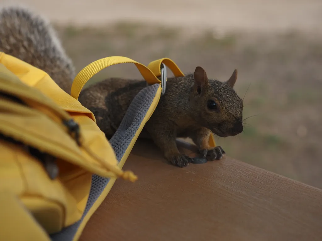 a squirrel climbing under the strap of a backpack