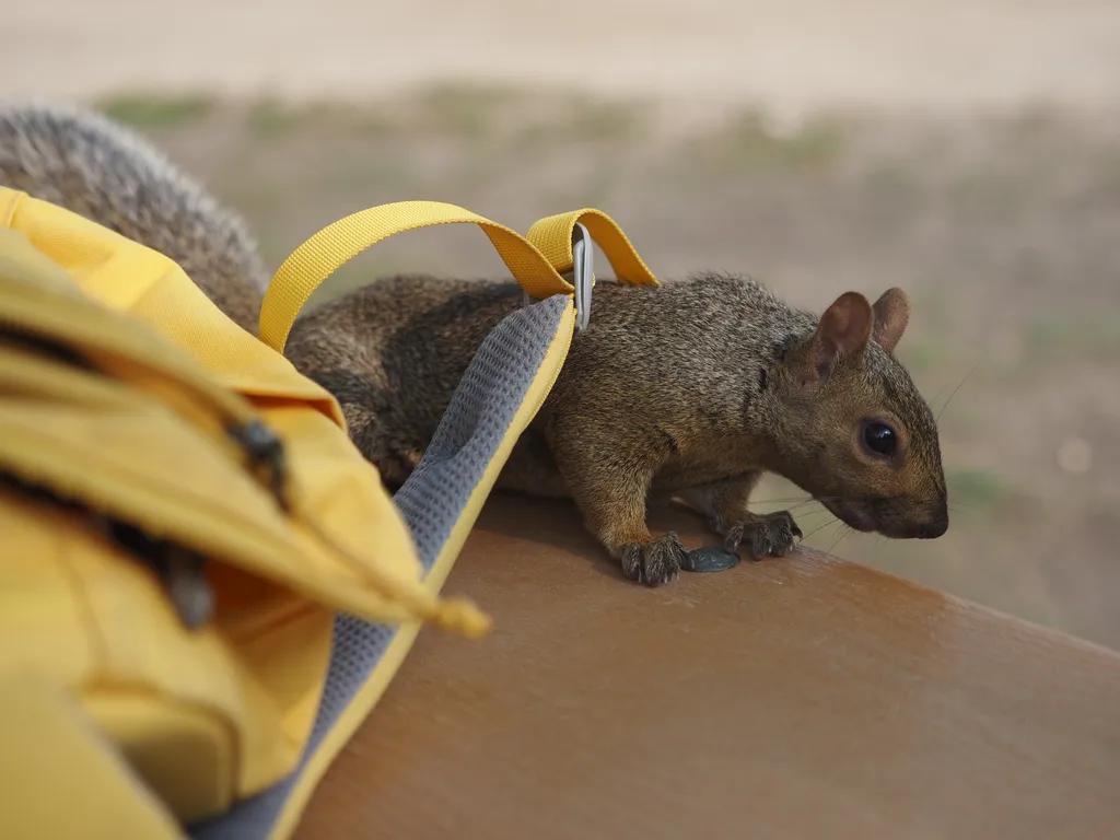 a squirrel climbing under the strap of a backpack