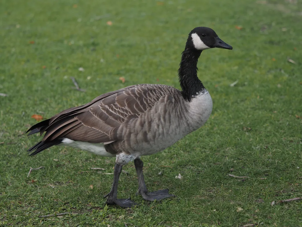 a goose in the grass