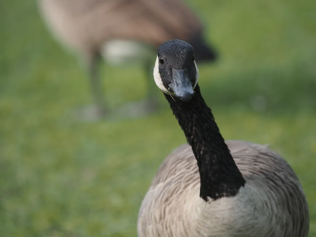 a goose standing in the grass