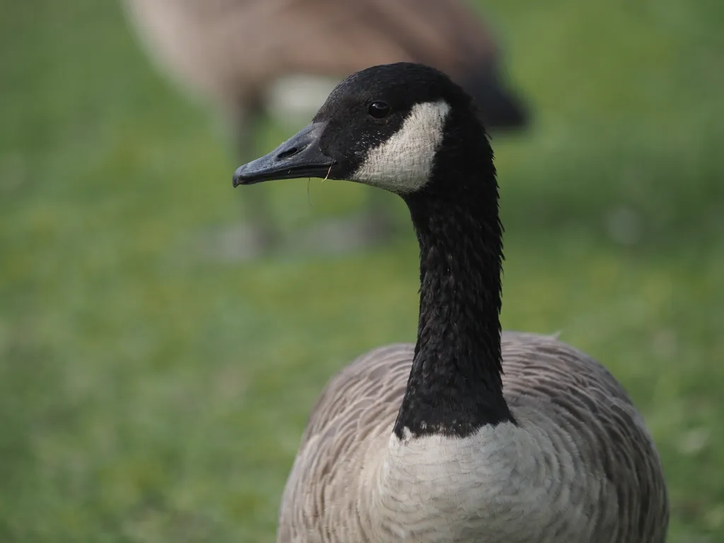 a goose standing in the grass