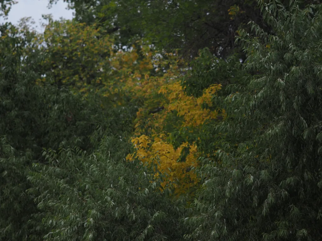 yellow leaves on trees mixed in with green