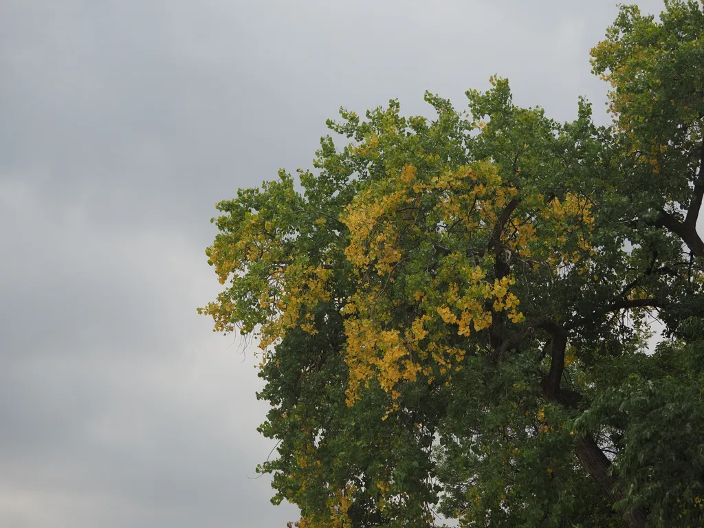 green and yellow leaves on trees