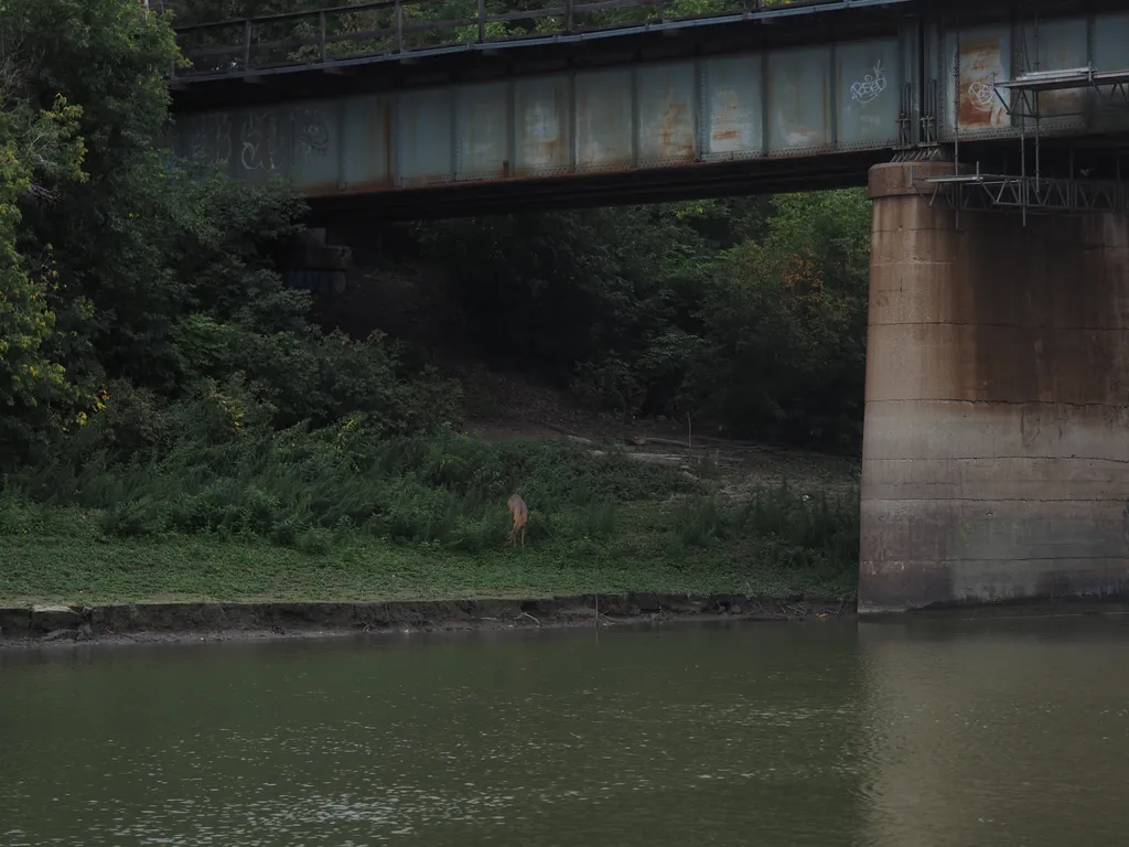 a deer standing by the far edge of a river