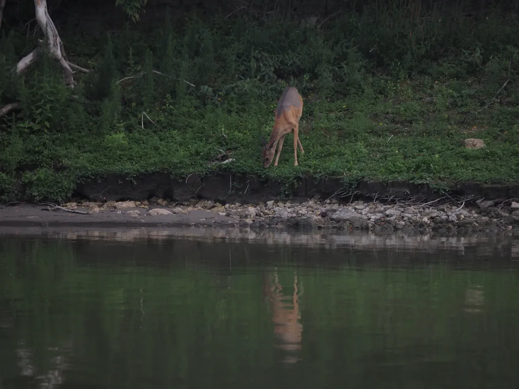 a deer standing by the far edge of a river