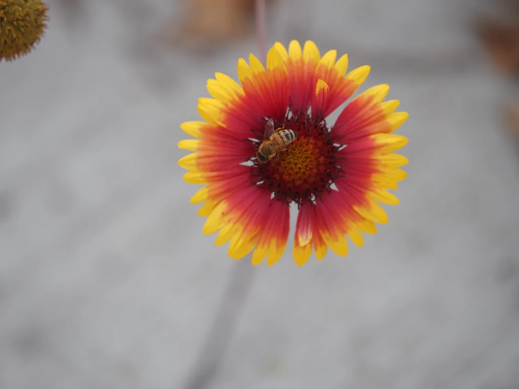 a bee on a red/orange/yellow flower