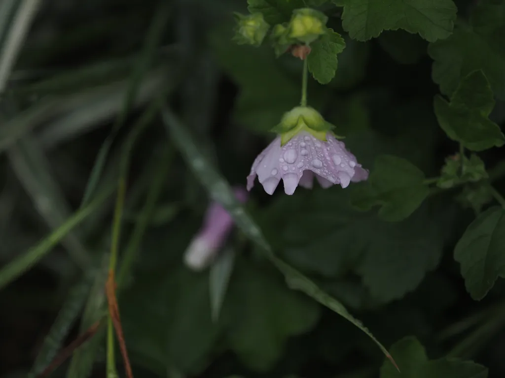 water droplets on a pink flower