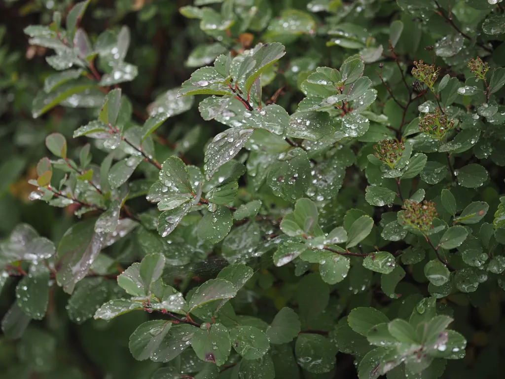 water droplets on green leaves