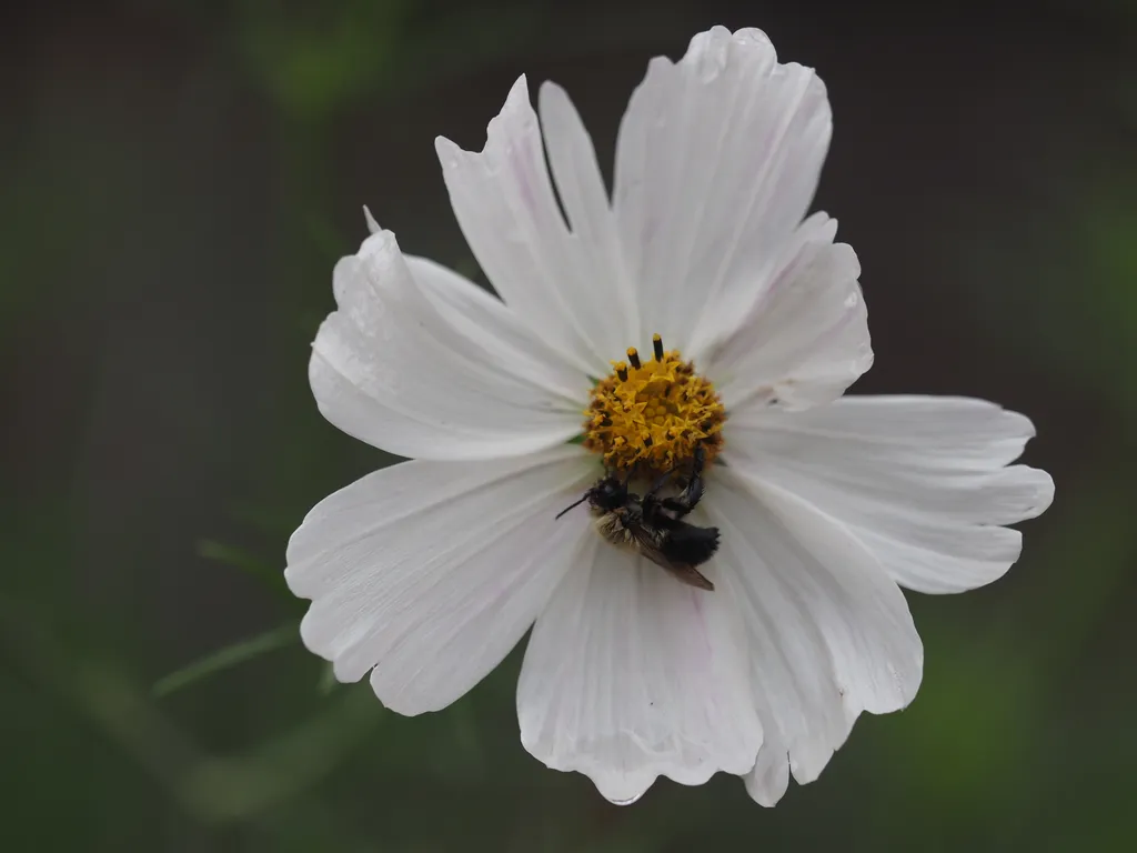 a bee upsidedown on a flower