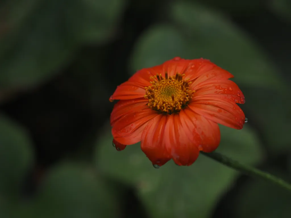 water droplets on a blooming flower