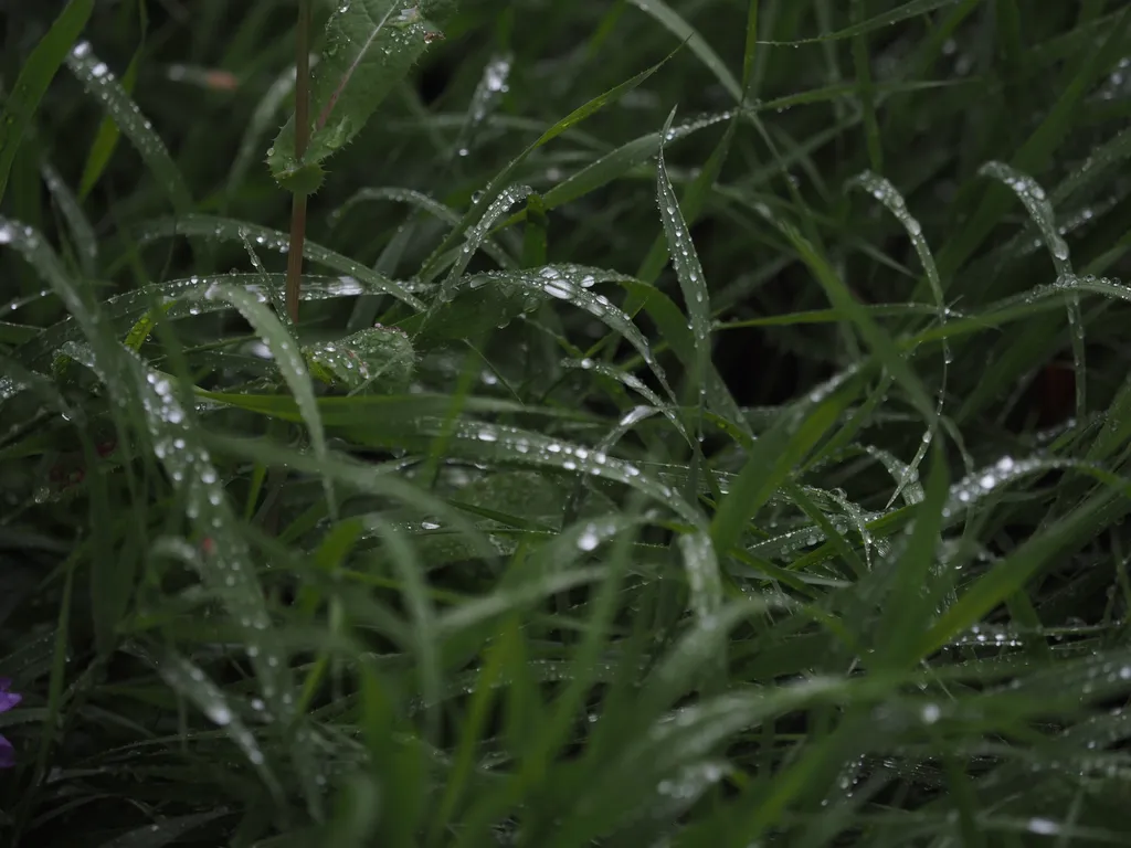 water droplets on blades of gress