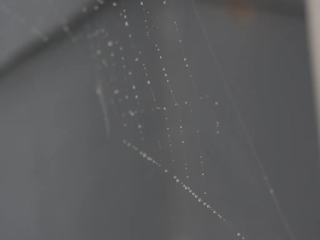 water droplets on a spider web