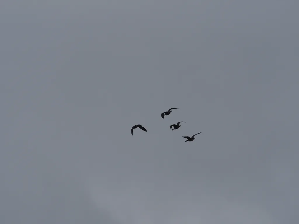 4 geese flying in a white featureless sky