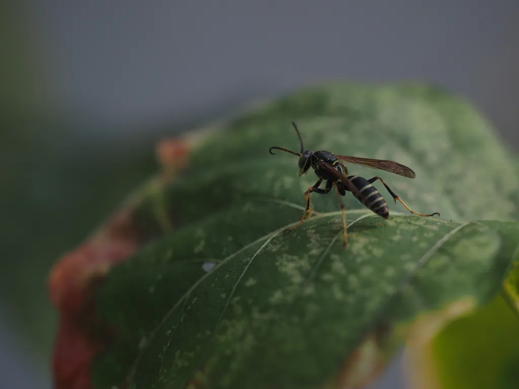 a wasp on a leaf