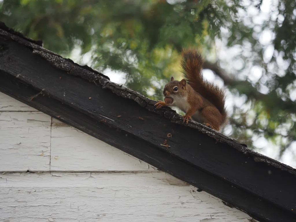 a squirrel with a nut in their mouth