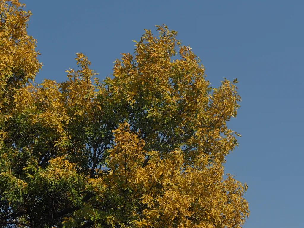 yellow leaves against a blue sky