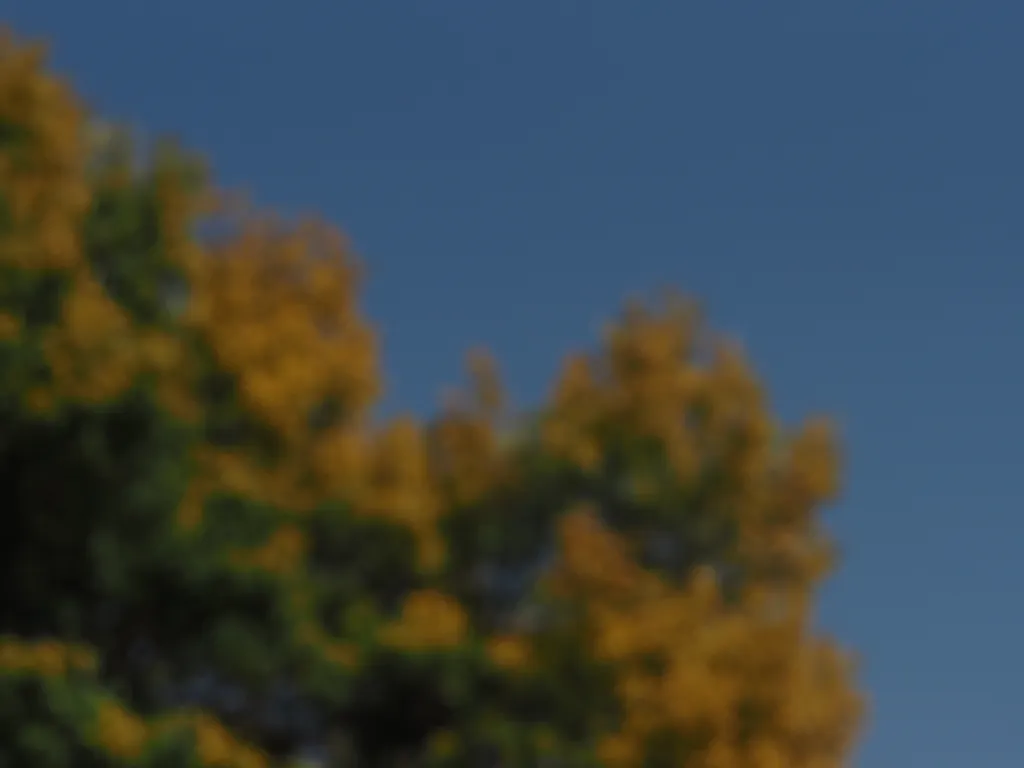 yellow leaves against a blue sky