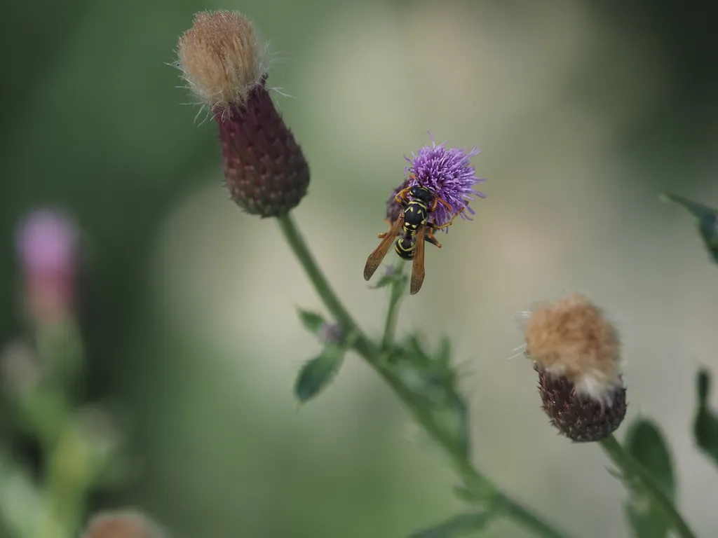 a wasp on a flower