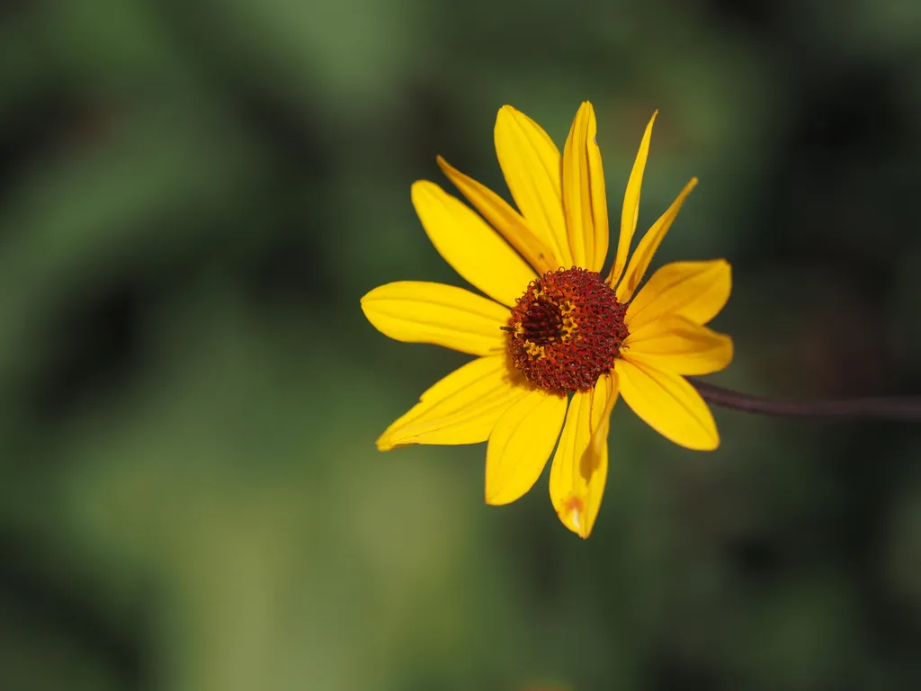 a big yellow flower