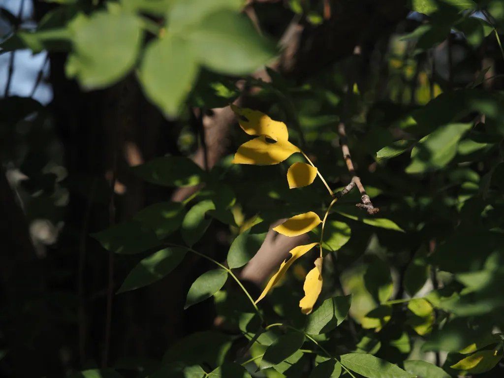 yellow leaves on a largely green tree