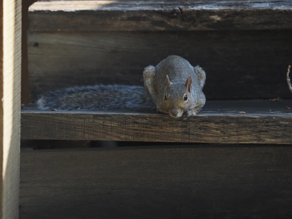 a squirrel sitting on a stoop