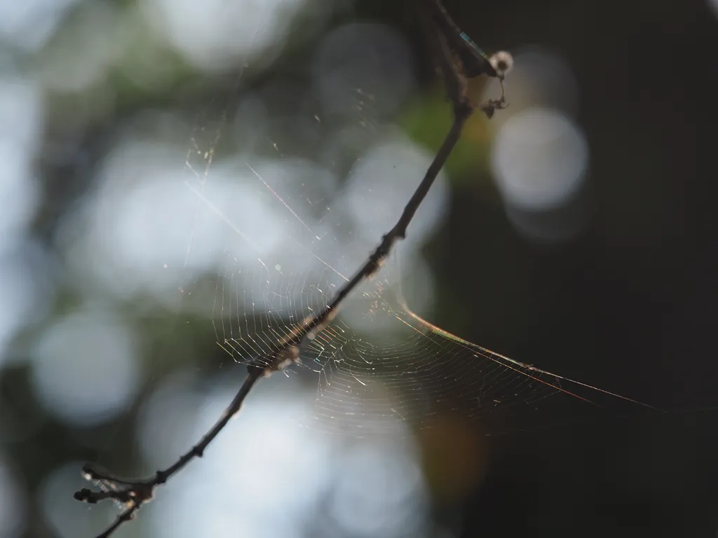 a spider web in a tree