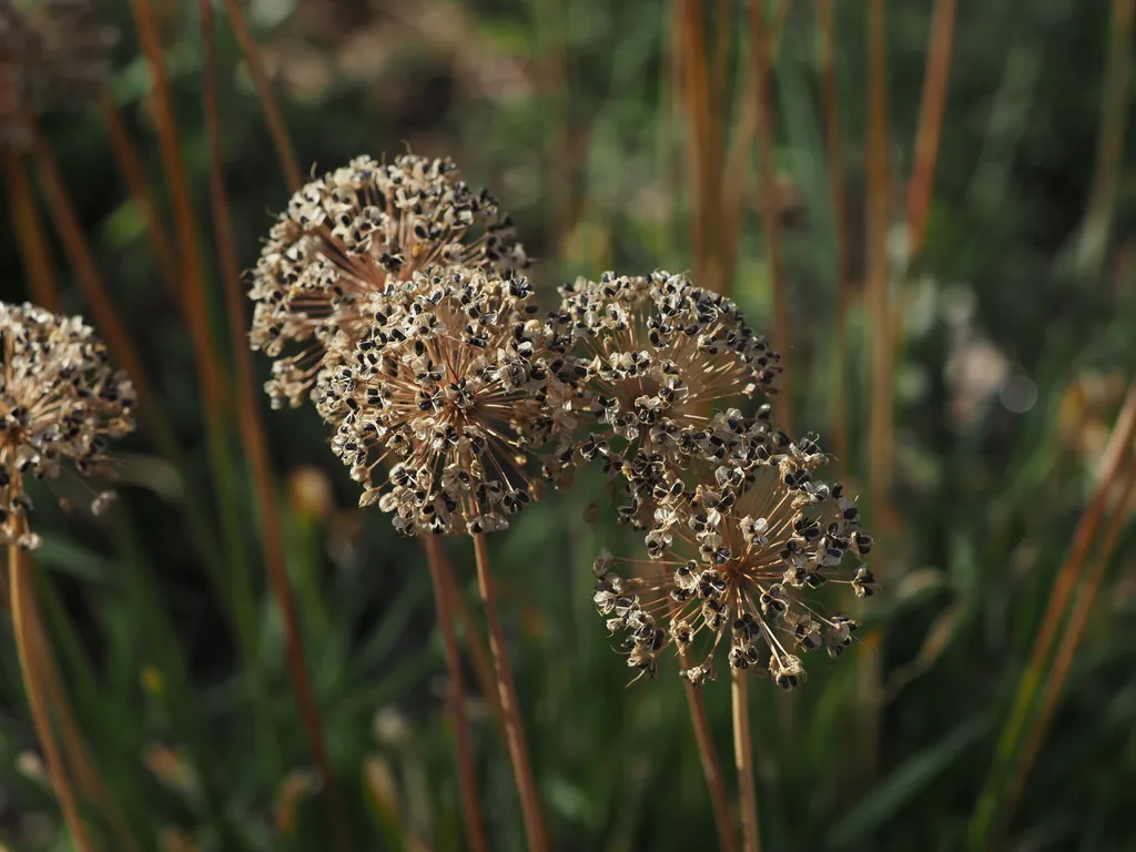 wilted flowers