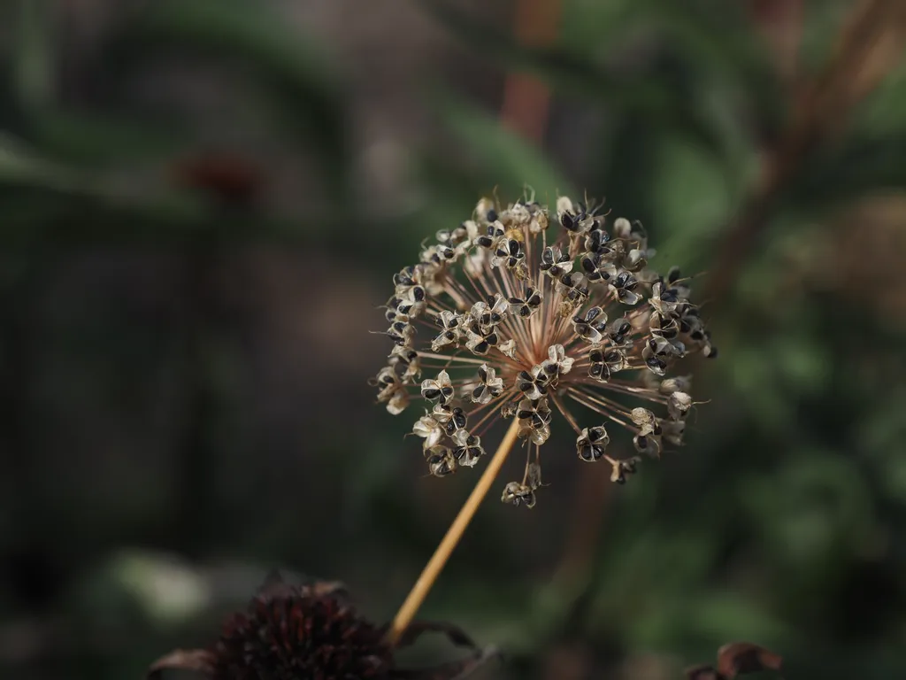 a wilted flower