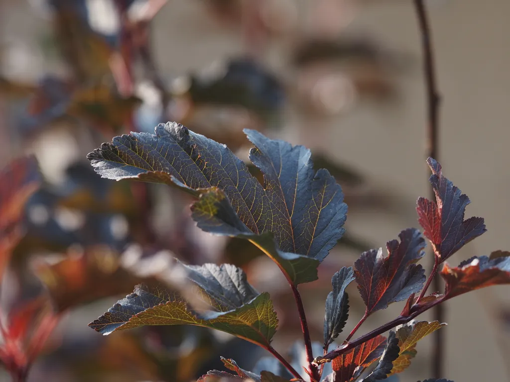 a dark leaf with its veins glinting in the sunlight