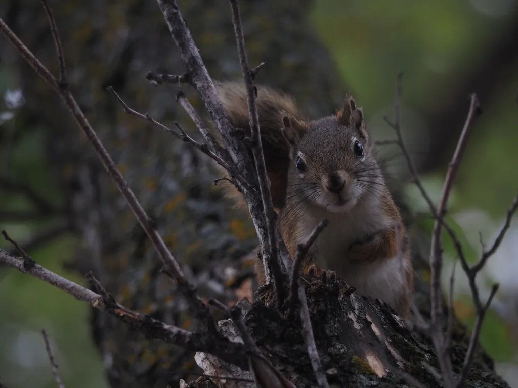 a squirrel on a tree