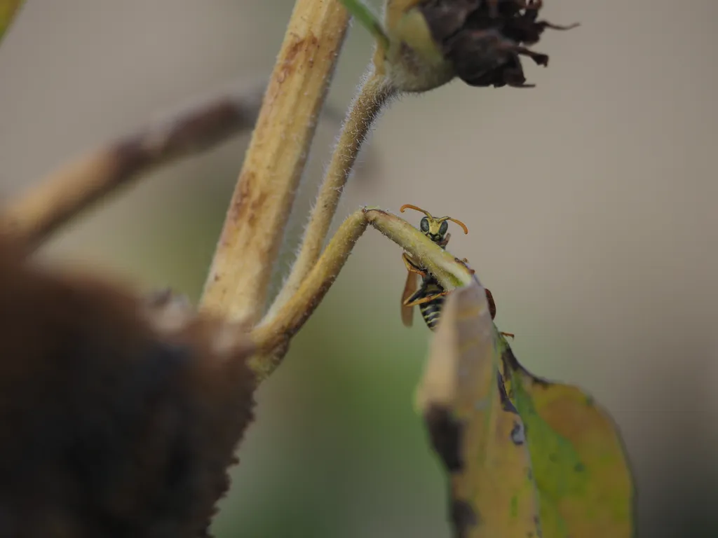 a wasp clinging to the stem of a leaf