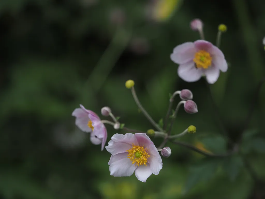 a pale pink flower