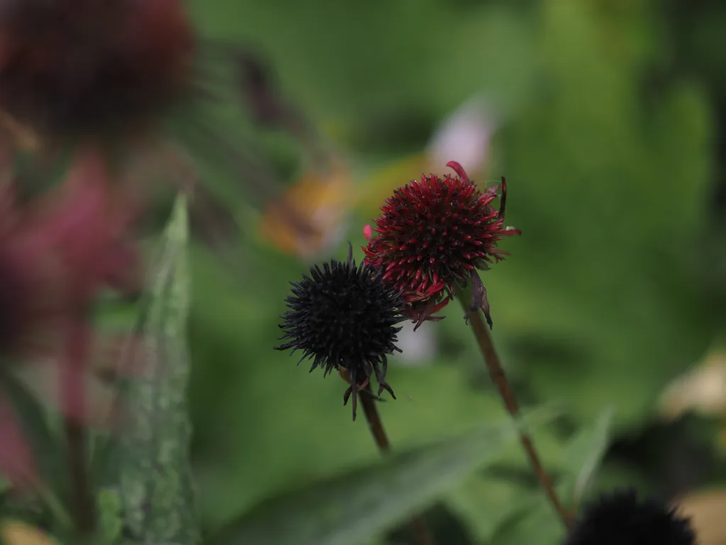 red and black coneflower heads