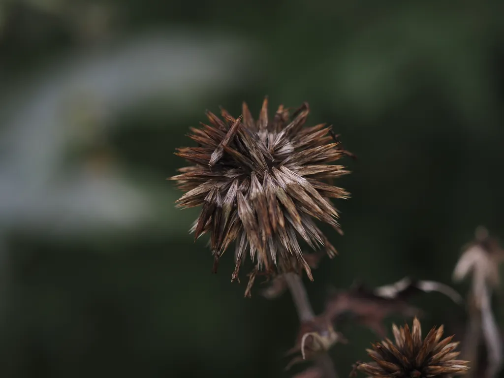 a wilted thistle