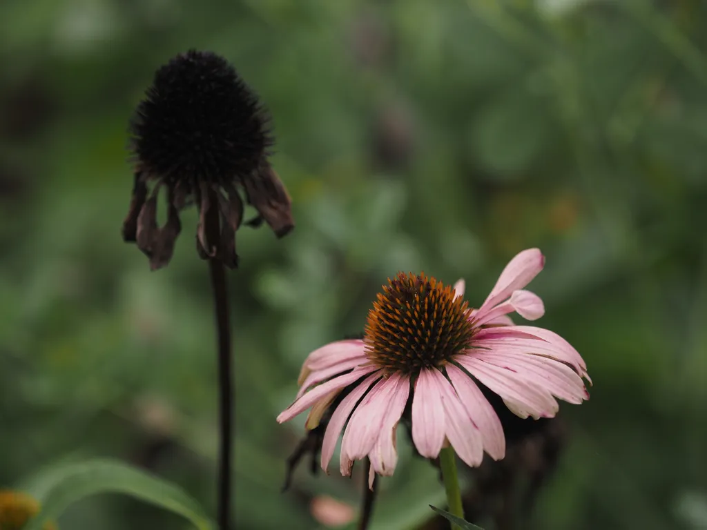 a wilted coneflower buy a still-blooming one