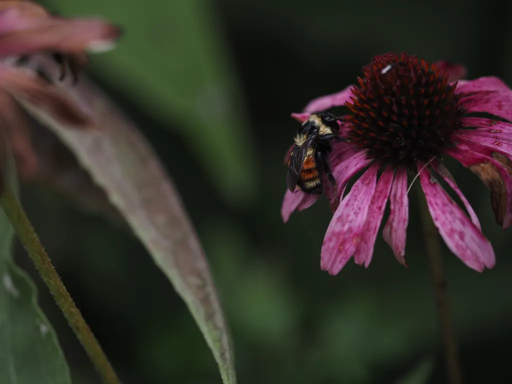 a bumble bee on a wilting flower