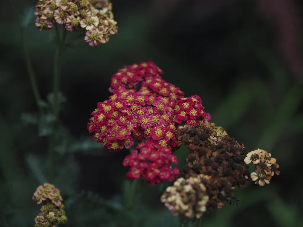 bloming and wilted flowers