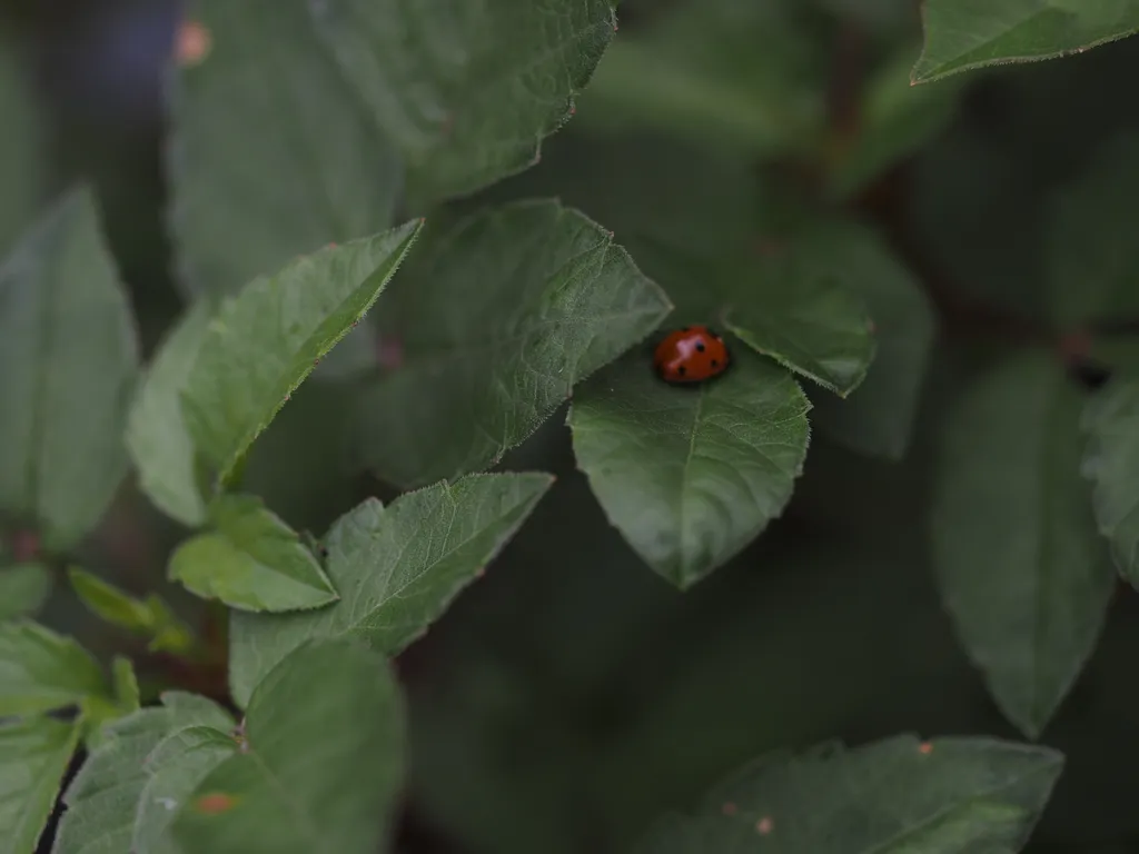 a ladybug on a leaf