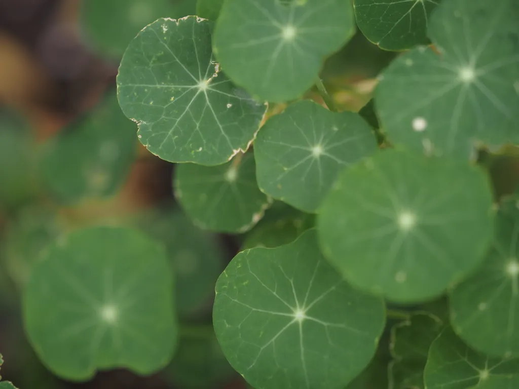 round leaves with their stalks in the center