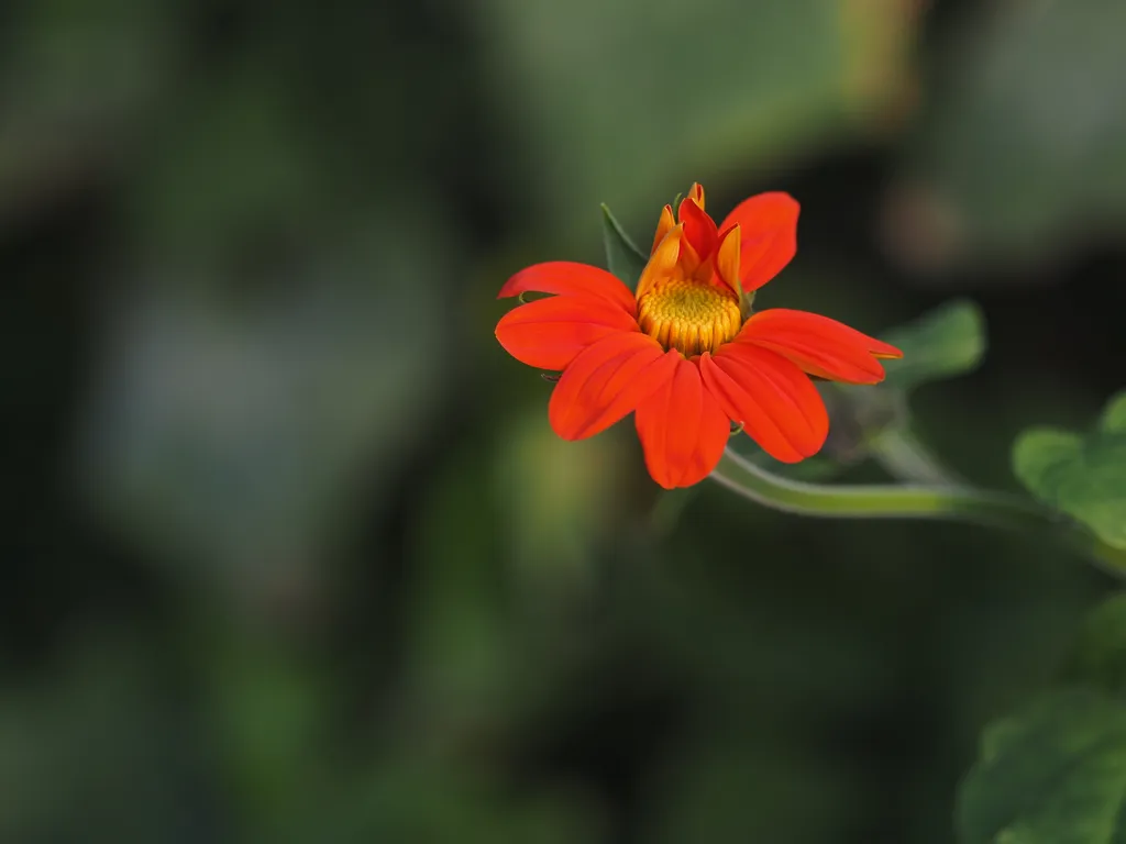 an orange flower with some of its petals still closed