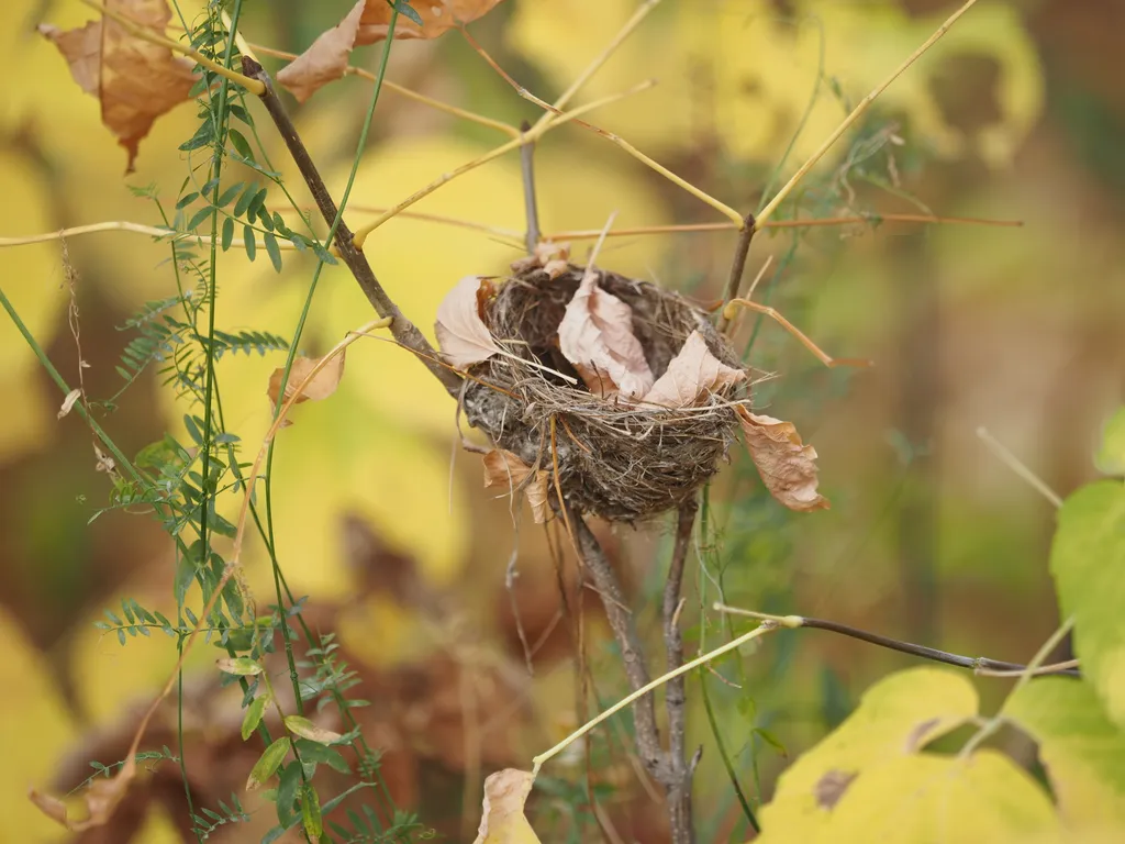 fallen leaves in an empty nest