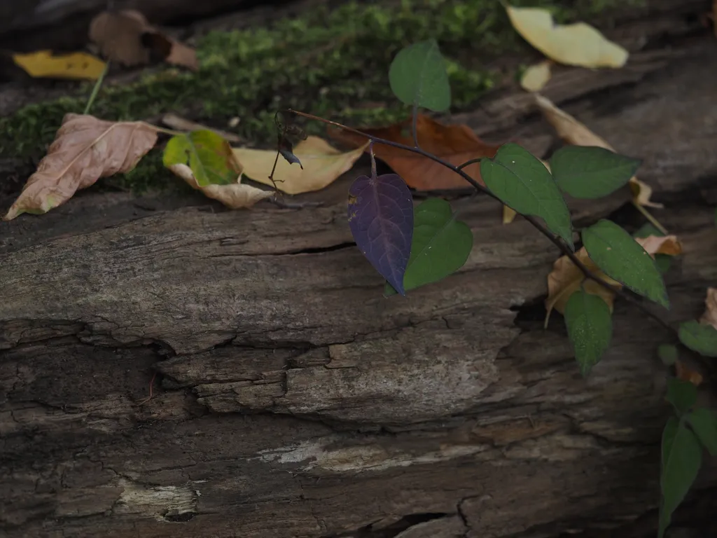 a single purple leaf on an otherwise green leaf