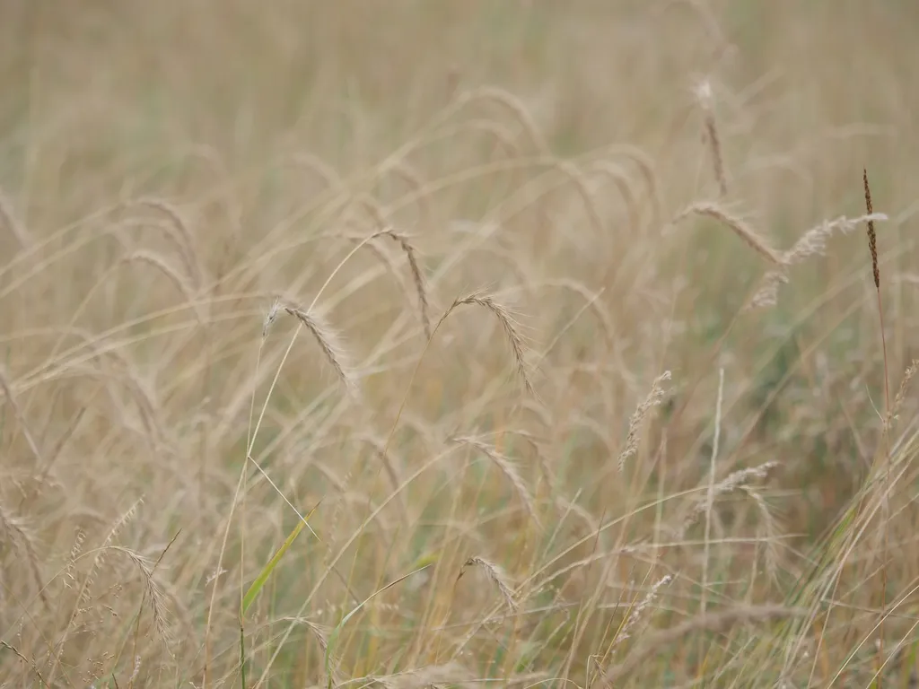 a field of golden grass