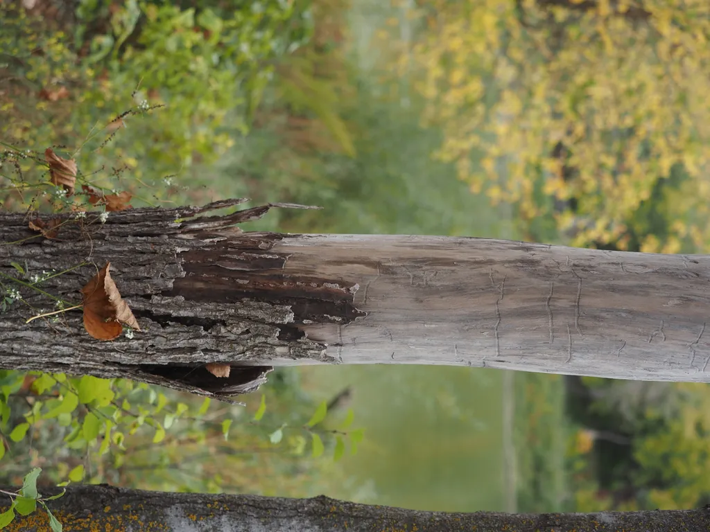 a tree with much of its bark stripped