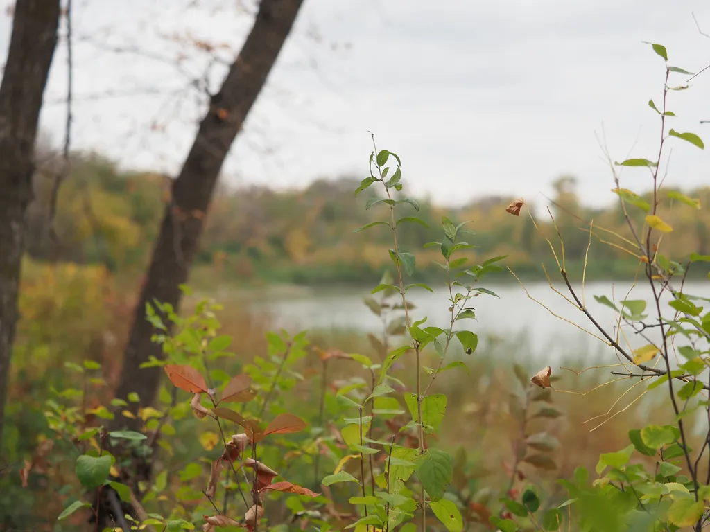 plants on a riverbank