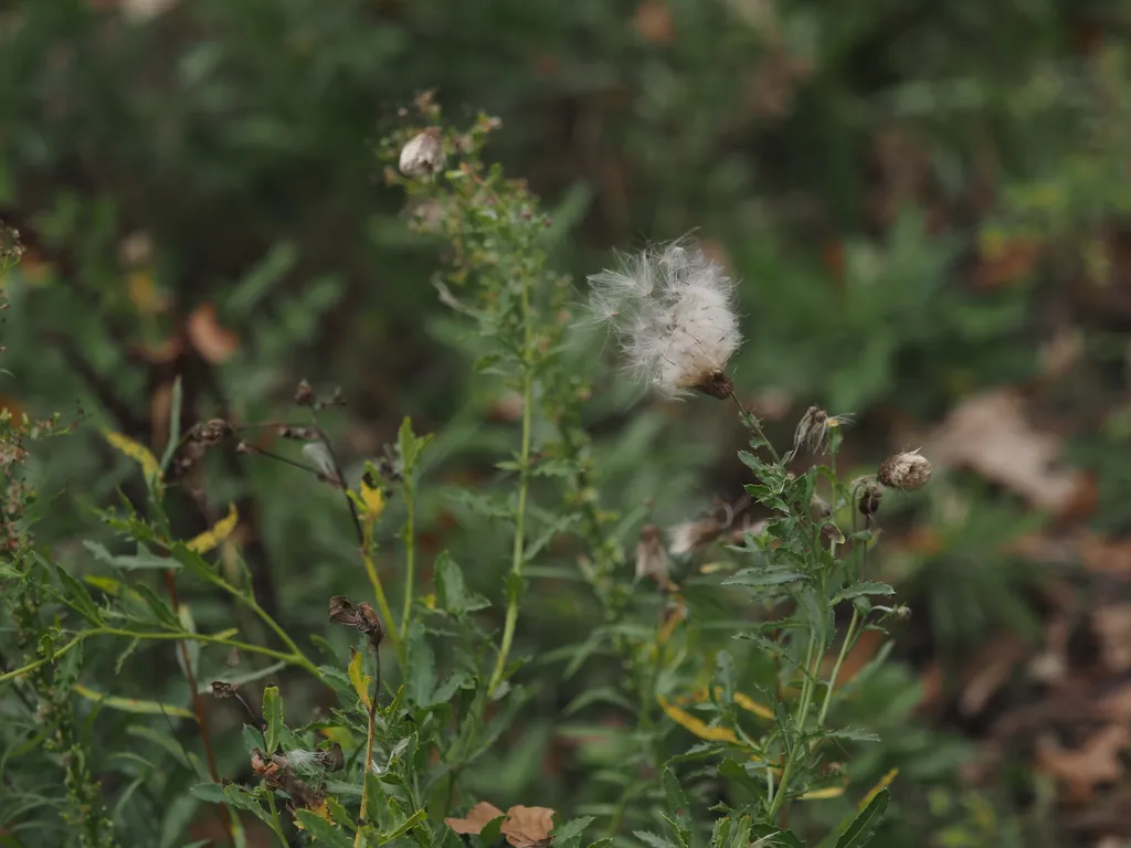 seeds starting to escape from a thistle