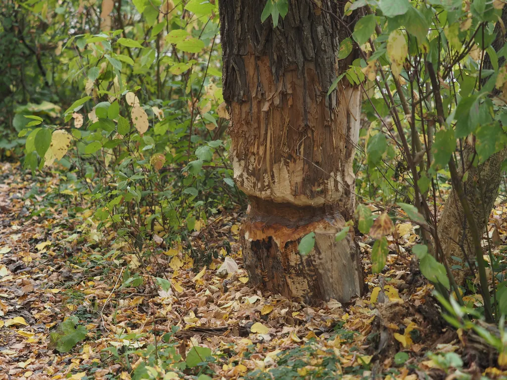 a tree with a ring around it where a beaver has started to shew on it