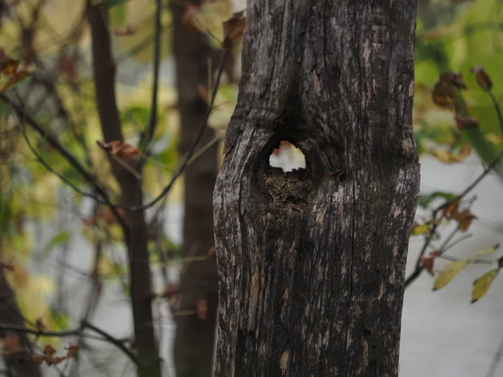 a hole in a tree